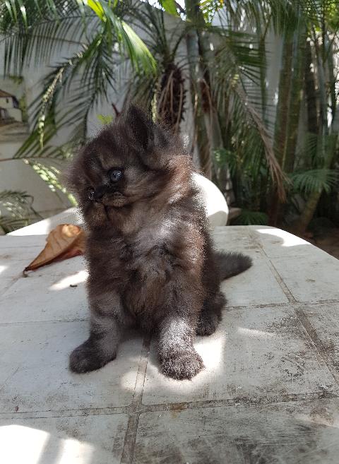 Domestic Animals in Goa - Download Goa Photos